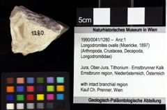 Foto (Objket + Etiketten) von Longodromites ovalis (Moericke, 1897) 